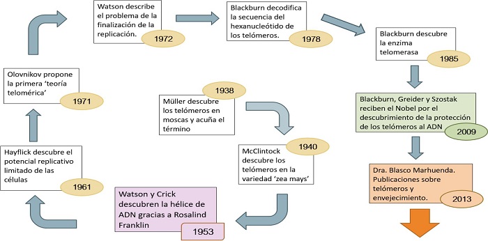 Tel Meros Telomerasa Y Envejecimiento Una Visita Al Premio Nobel De