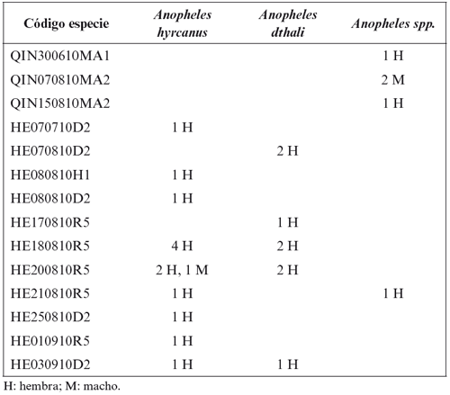 Ejemplares del género Anopheles con su código de muestreo.