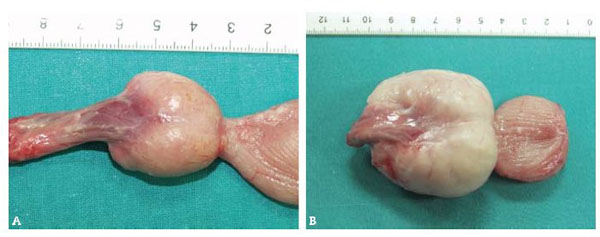 ultrasonográfico e histológico de evolución de un modelo canino de hiperplasia benigna de próstata inducida por hormonas