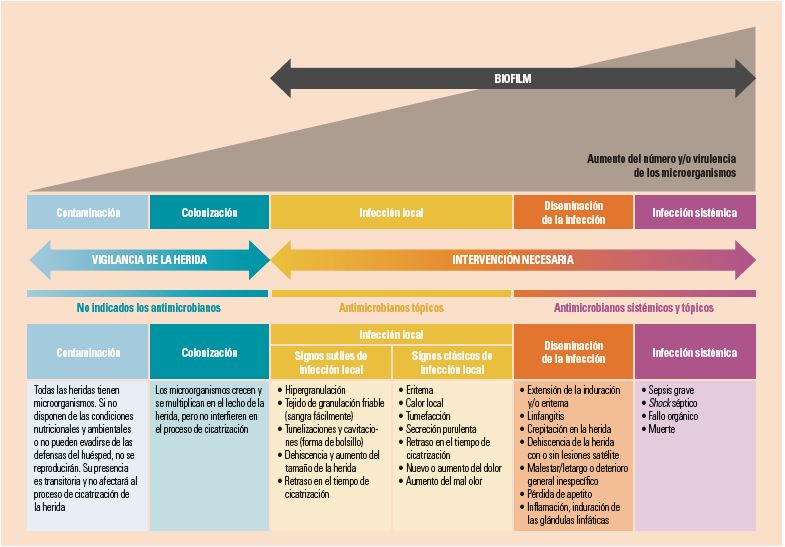 Detecci N Y Tratamiento Del Biofilm En Las Heridas Cr Nicas