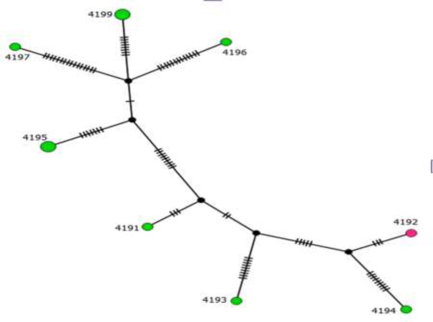 filogeograf-a-de-glmm-en-cepas-de-helicobacter-pylori-aisladas-de