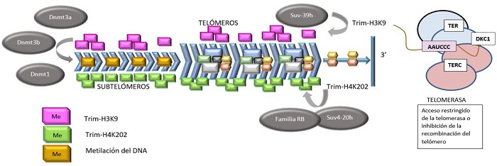 Telómeros, telomerasa y envejecimiento. Una visita al Premio Nobel de ...
