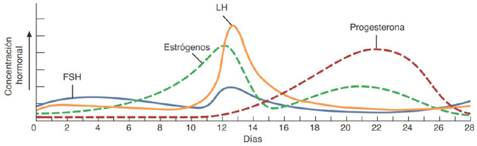 Ciclo Menstrual Proceso De La Ovulaci N Y Niveles De Hormona Femeninos Stock De Ilustraci N