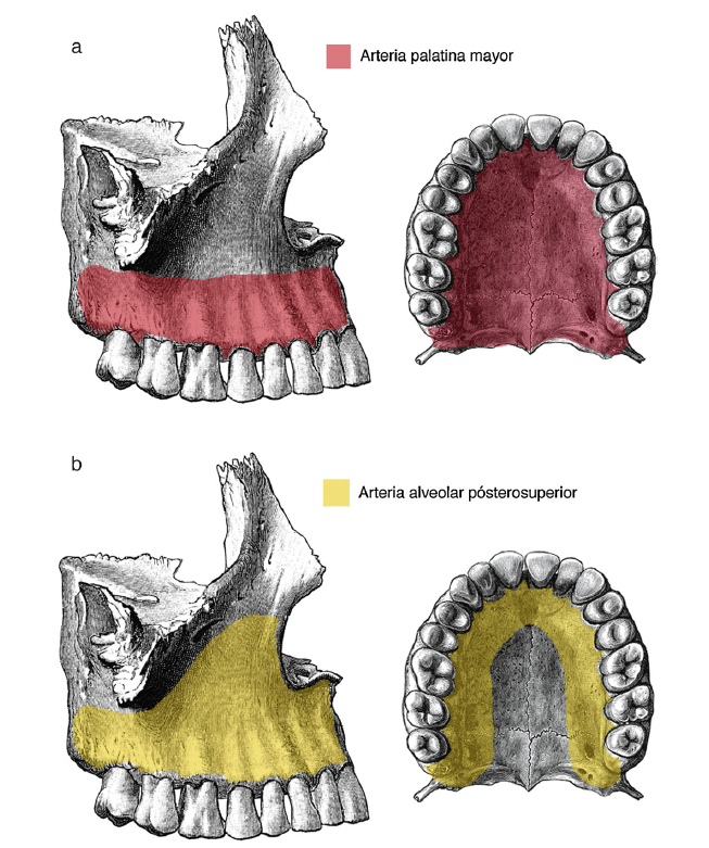 OSTEOLOGÍA DEL MAXILAR Y LA MANDÍBULA: Cuando canto, mi cara