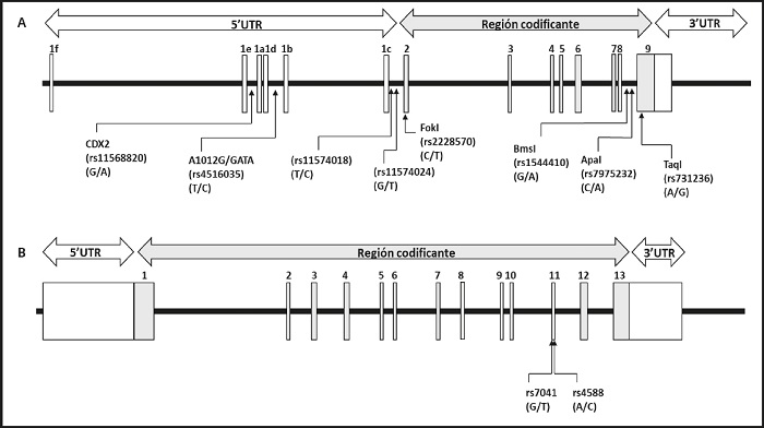 Vitamina D Y Polimorfismos De Los Genes Vdr Y Gc En La Severidad Y Mortalidad Por Covid Una