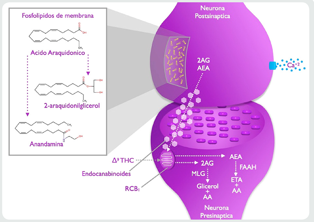 Implicación del sistema cannabinoide endógeno en el alcoholismo