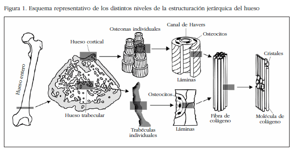 isotrópico-y-anisotrópico-español - IMA