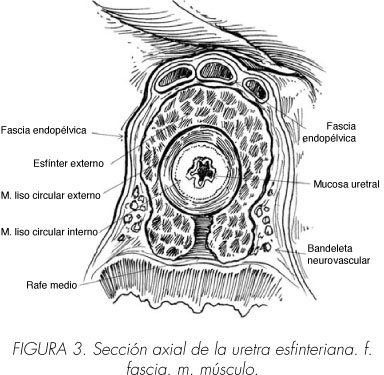 anatomia quirurgica de la prostata pdf